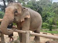 290 Elephant Village