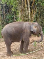 291 Elephant Village