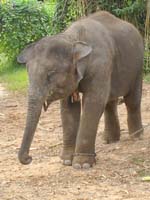 293 Elephant Village