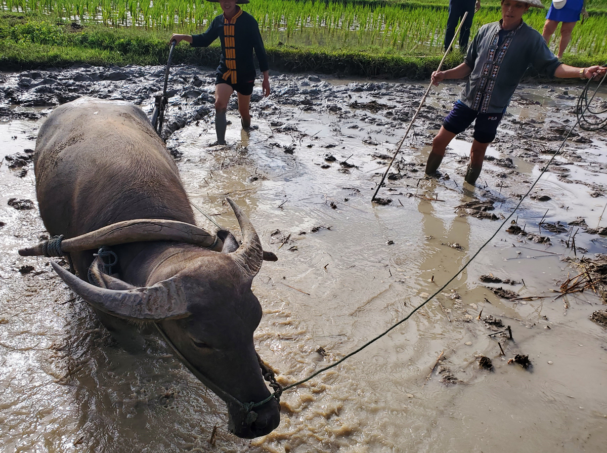 265 Laotian Rice Farm