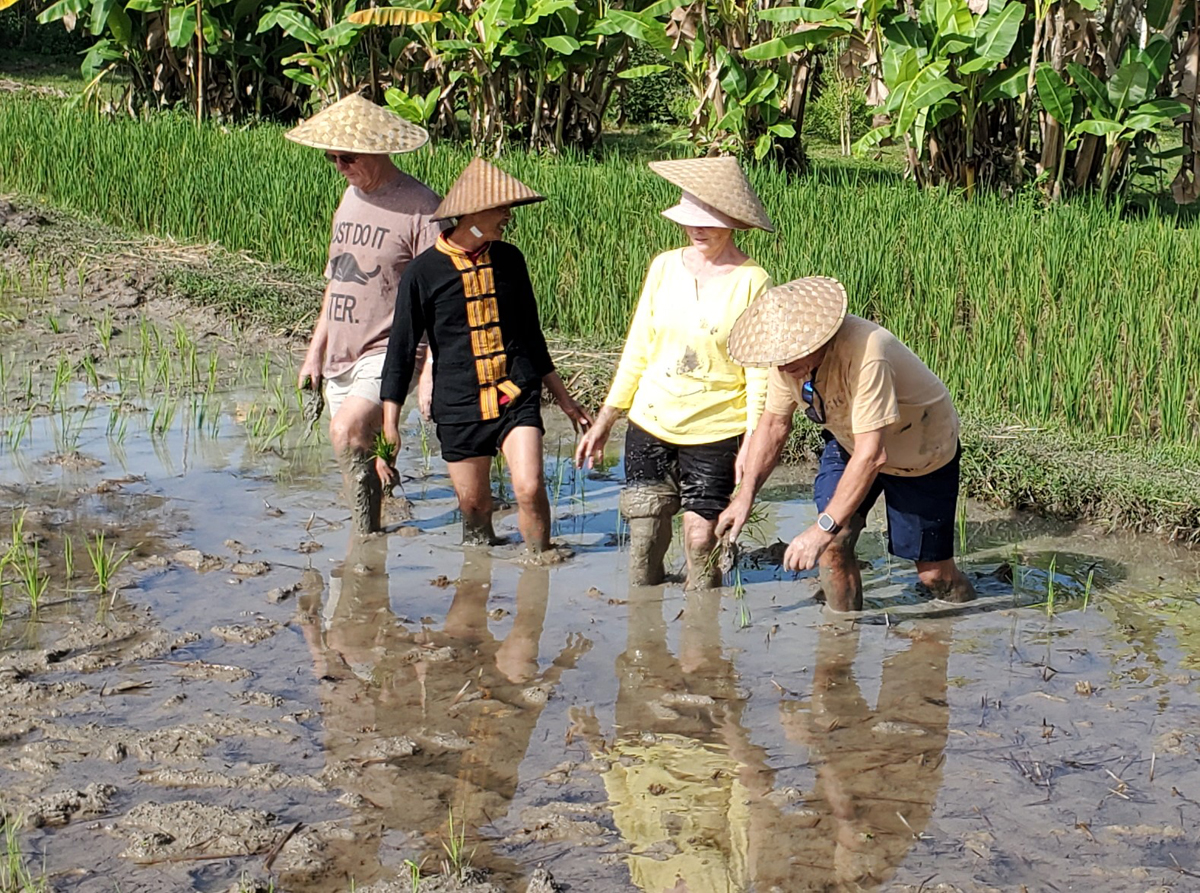 270 Laotian Rice Farm