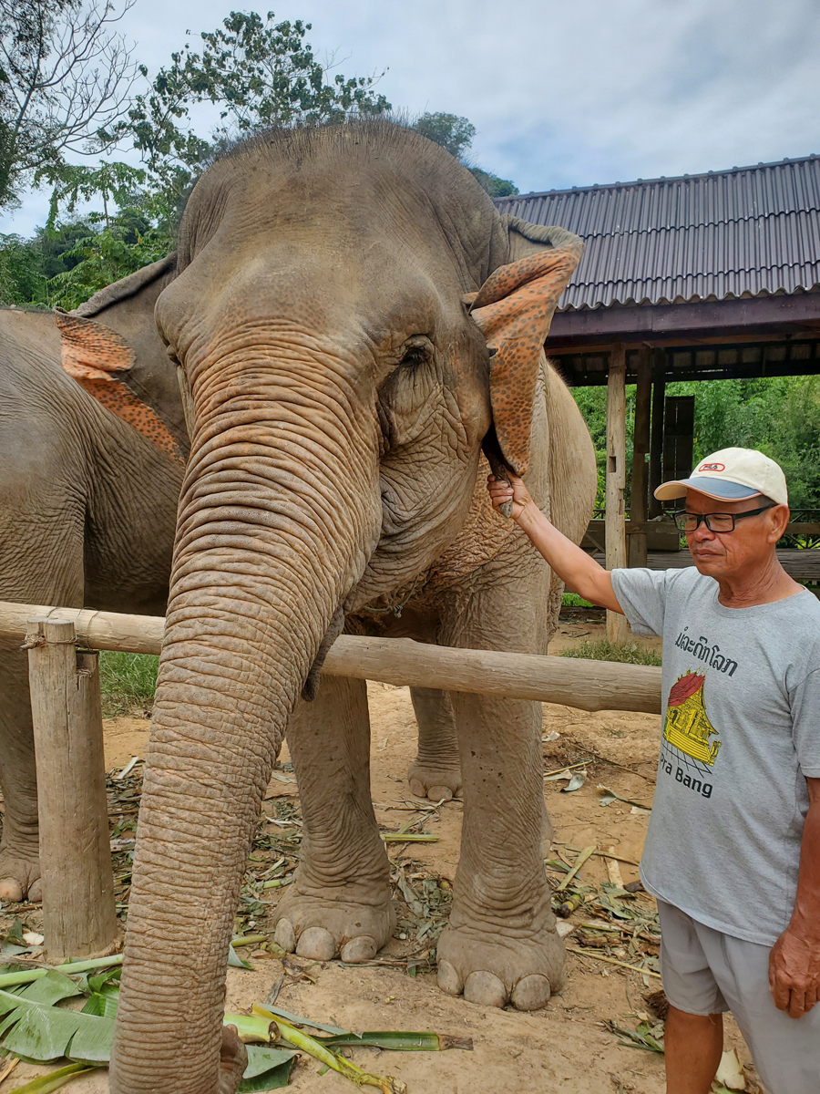 288 Elephant Village