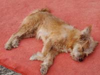 244 Wat Xieng Thong Temple