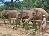 287 Elephant Village