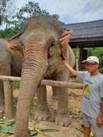 288 Elephant Village