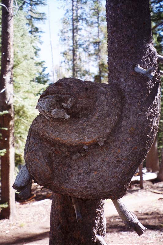 22 Harden Lake Knoted Tree a2