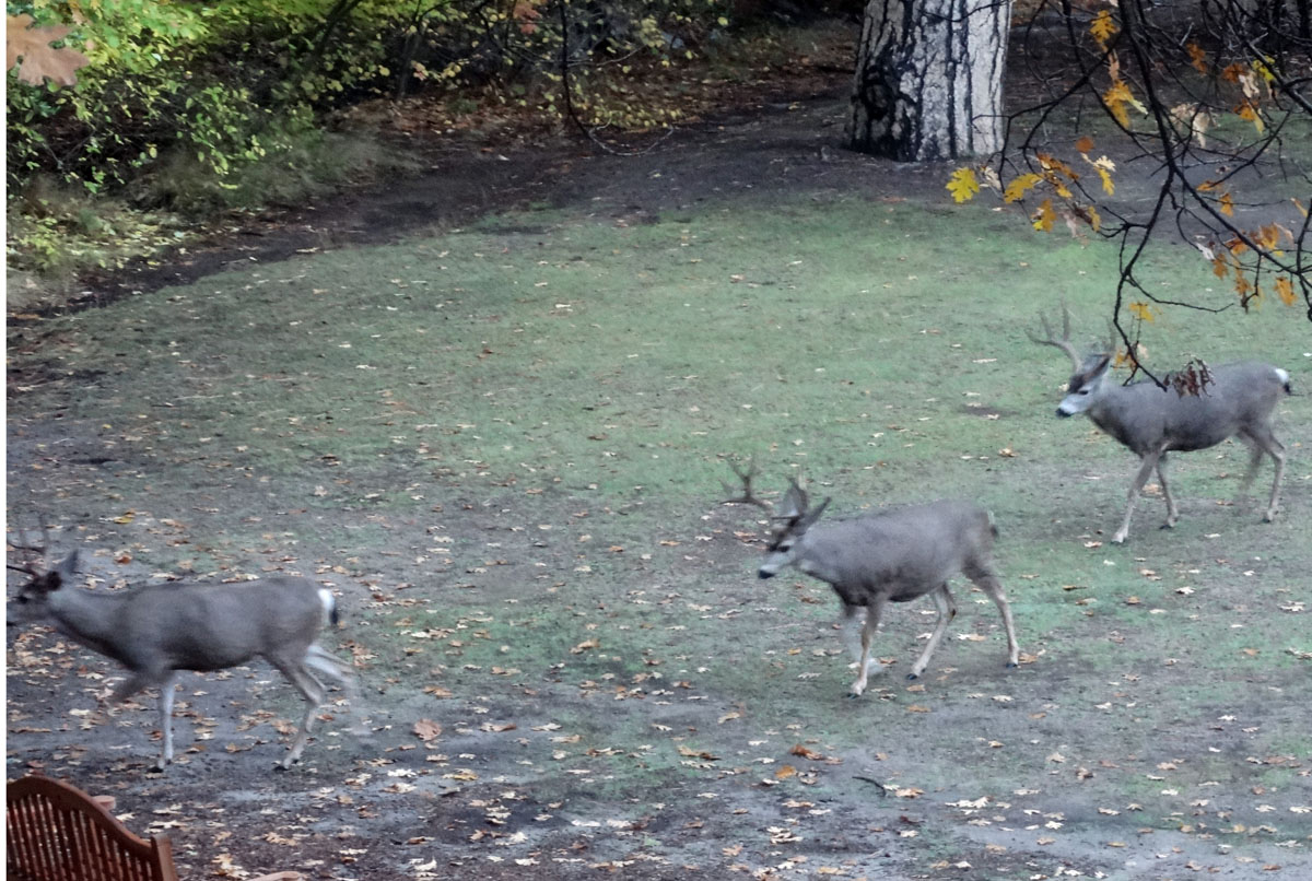 12 Deer in the Meadow