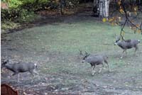 12 Deer in the Meadow