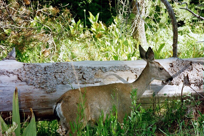 0100 Dear Along Echo Crk 07348_20