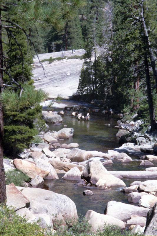 57 Mules Drinking Merced Rv