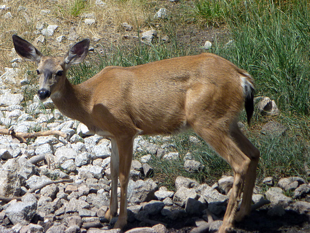 39 Mule Deer P1000101a