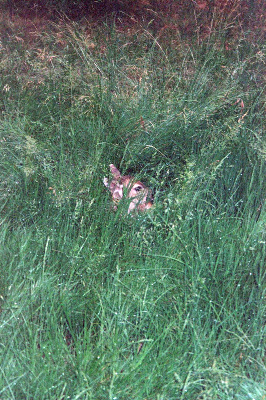 17Fawn at the Lodge II
