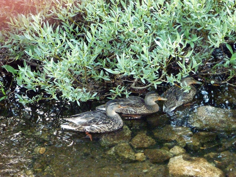 05 Vogelsang Tent View P1000713a