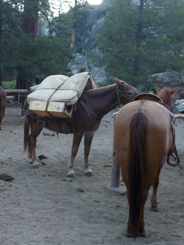 15 Matresses on Mules P1000718a