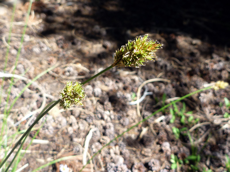 22 Wide Flowers P1000752a