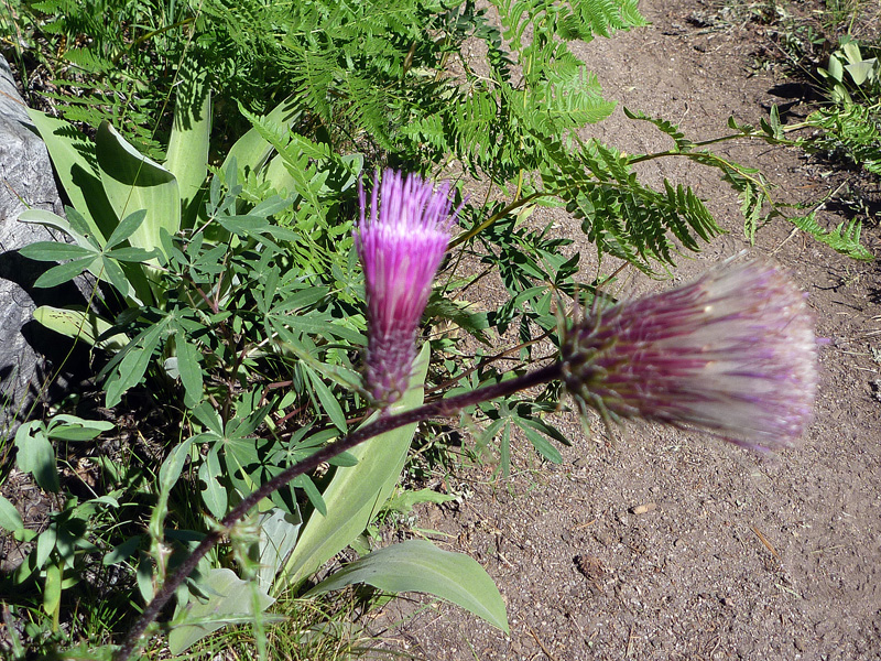 11 Wild Flowers P1000800a