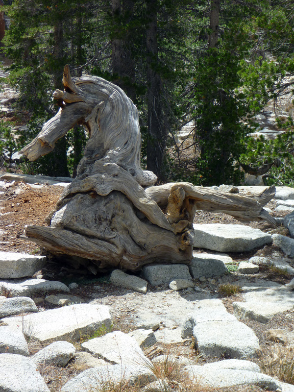 29 Sea Horse Log P1000867a